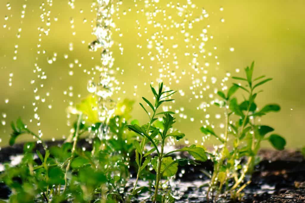 Plants being watered. Symbolic of friends and partners who nurture us. 