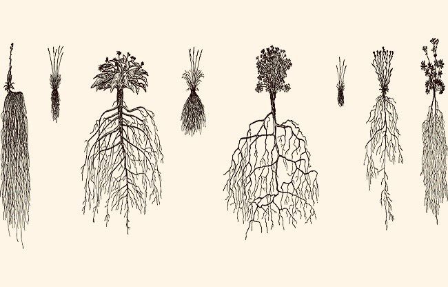 Different plants with different roots. Symbolic of implicit questions. 