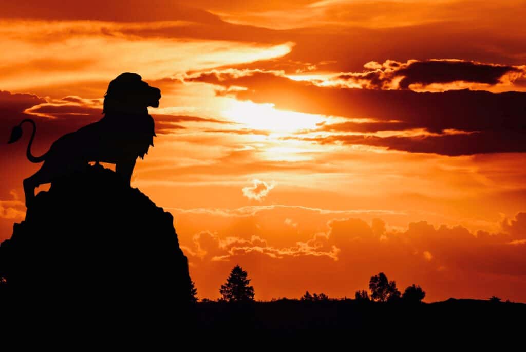 Lonely lion silhouette at sunset. 