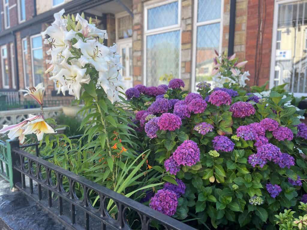 White, purple and orange flowers. 