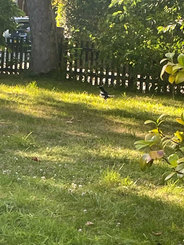 The magpie bird in a small garden. 