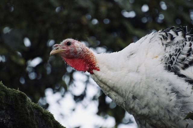 Turkey with white and black feathers. Turkeys do not lay eggs that often which is why we don't eat turkey eggs