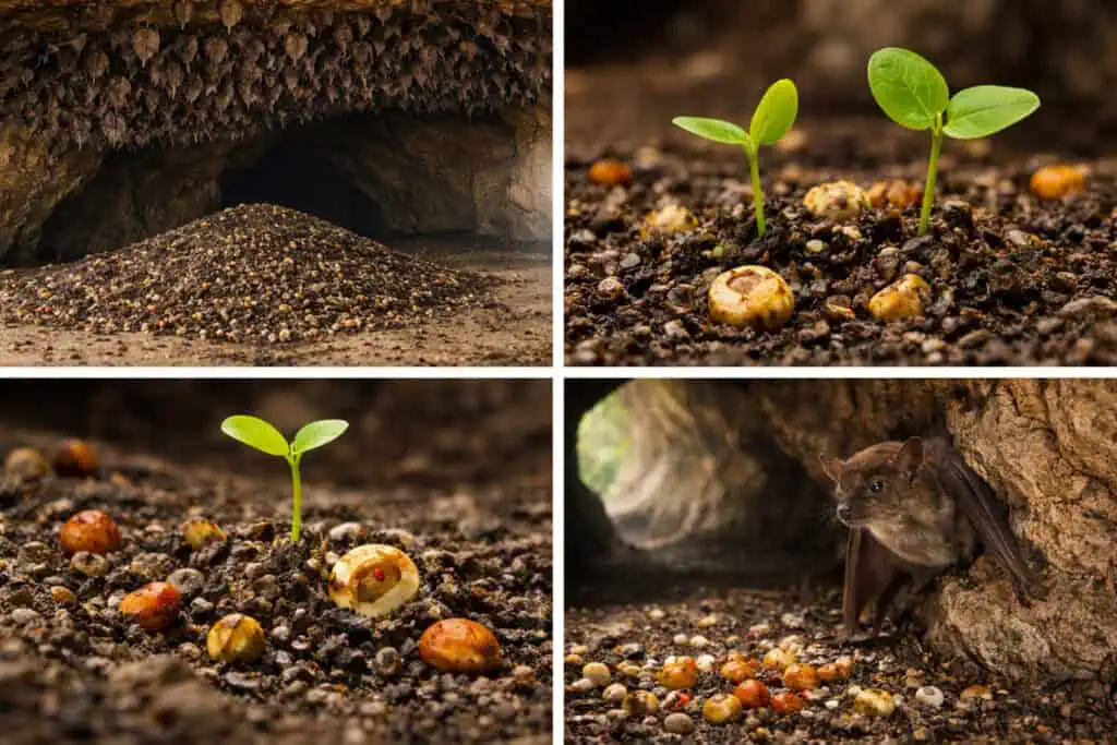 Bat cave guano pile seedlings